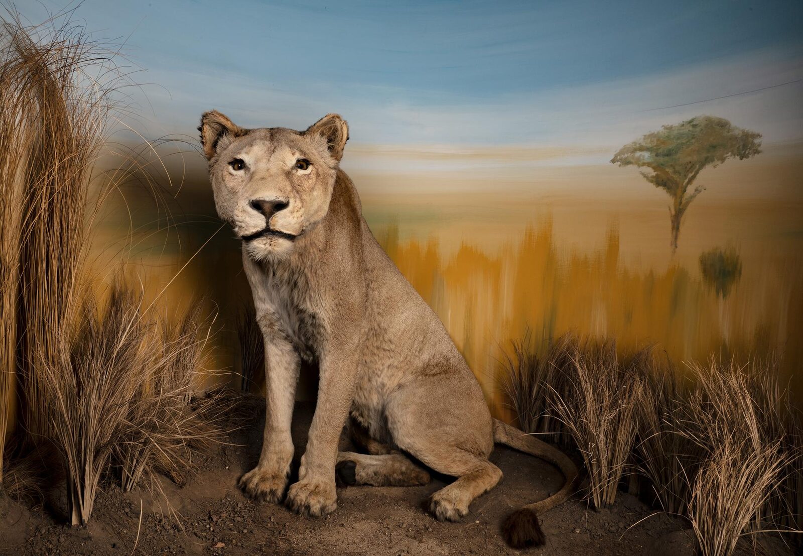 Naturkundemuseum