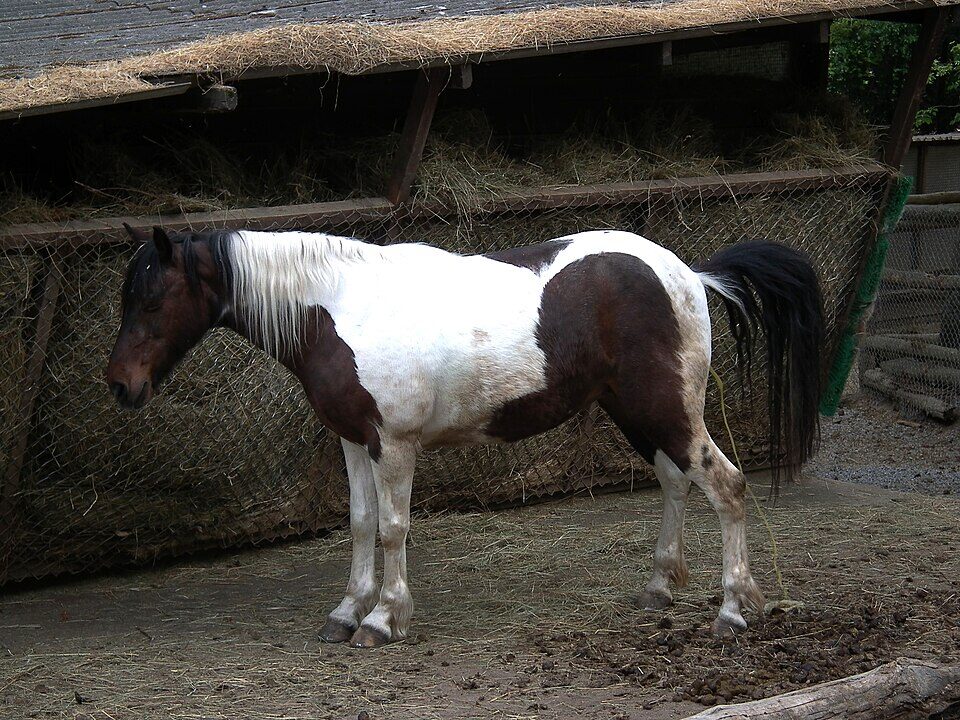 Bretten Tierpark geschecktes Pony