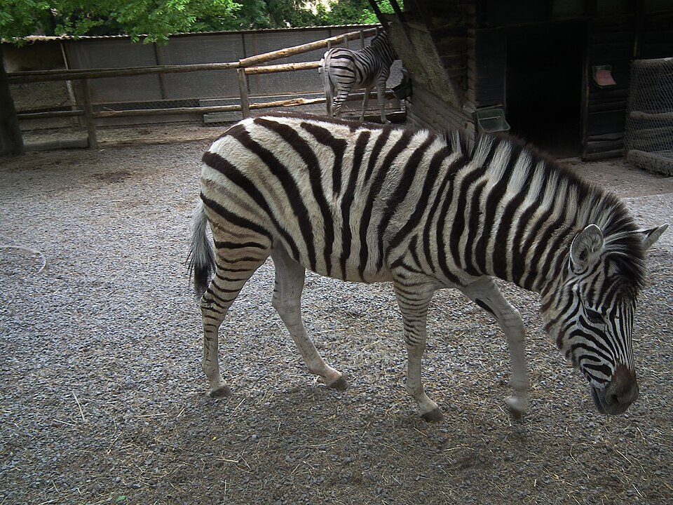 Bretten Tierpark Damara-Zebra