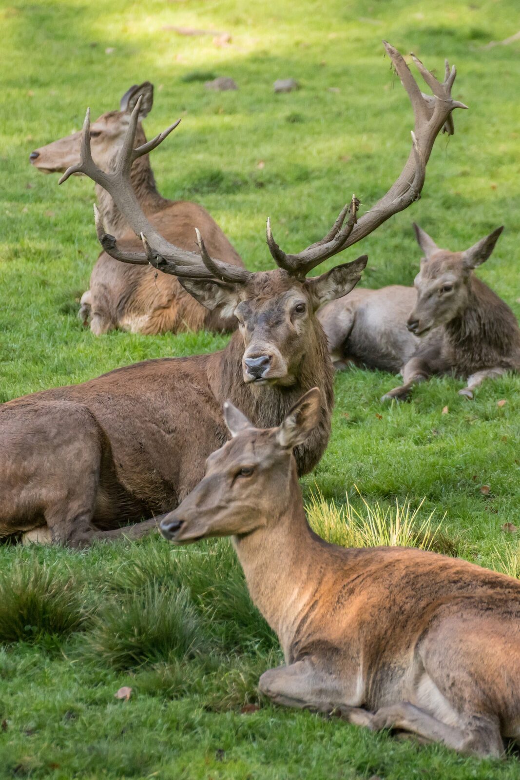 Wildpark Donsbach