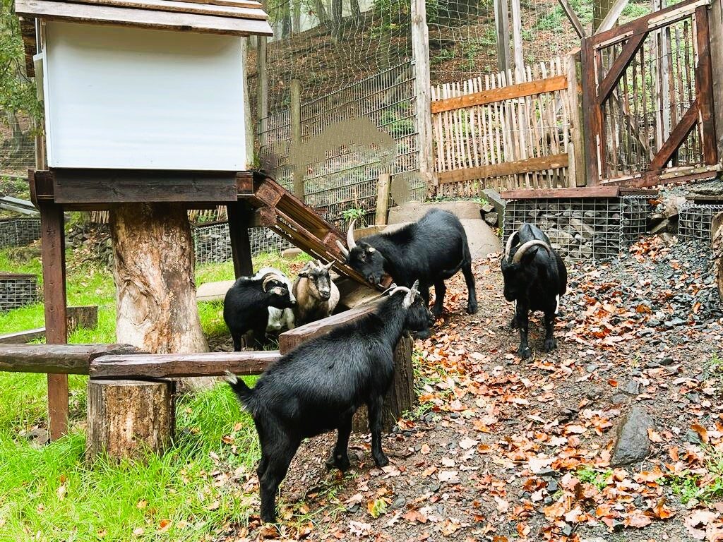 Wildpark Donsbach